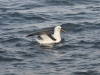 dsc 5810.jpg Albatros de Carter Thalassarche bulleri en mer