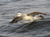 dsc 5825.jpg L'envol de l'albatros de Stead