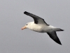 dsc 5848.jpg Albatros à sourcils noirs Thalassarche melanophris en mer