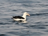 dsc 5854.jpg Albatros à sourcils noirs Thalassarche melanophris en mer