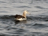dsc 5857.jpg Juvénile d'albatros de Stead Thalassarche cauta en mer