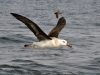 dsc 5919.jpg Albatros à sourcils noirs Thalassarche melanophrys en mer