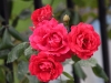 dsc 3912.jpg Roses à Kalonis