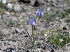 dsc 4431.jpg Iris bleu au monastère de Limonos