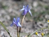 dsc 4432.jpg Iris bleu au monastère de Limonos