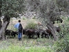 dsc 3685.jpg Berger et ses moutons dans la forêt près de la rivière Vauvaris