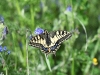 dsc 4321.jpg Machaon Papilio machaon à Metochi