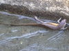 born6780.jpg Lézard dans un canal d'irrigation dans les rizières de Desavvanga au Sulawesi central