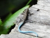 Lézard non déterminé dans les jardins du restaurant Gardenia à Tomohon au Sulawesi nord