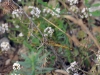 dsc 4427.jpg Sympetrum fonscolombii femelle à Tournebelle