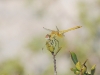 dsc 4475.jpgSympetrum fonscolombii femelle à l'étang de Vendres