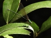 DSCN 2379.jpg Libellule au Parc National de Khao Yai