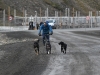 dsc 0402.jpg On promène ses chiens à Longyearbyen