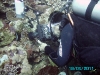 img 0252.jpg Plongée à Deacon's reef, Milne bay, PNG (photo Janice)