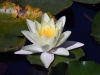 dsc 3057.jpg Nenuphar blanc Nymphaea alba à Palheiro gardens