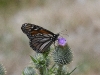 dsc 2741.jpg Papillon monarque Danaus plexippus à Clao das Feiterias