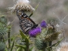 dsc 2748.jpg Papillon monarque Danaus plexippus à Clao das Feiterias