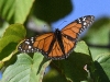 dsc 3046.jpg Papillon monarque à Palheiro Gardens à Funchal