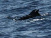 dsc 3758.jpg Grands dauphins Tursiops truncatus en mer entre Porto Santo et las Desertas