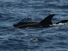 dsc 3765.jpg Grands dauphins Tursiops truncatus en mer entre Porto Santo et las Desertas