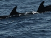 dsc 3773.jpg Grands dauphins Tursiops truncatus en mer entre Porto Santo et las Desertas