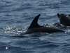 dsc 3783.jpg Grands dauphins Tursiops truncatus en mer entre Porto Santo et las Desertas