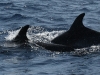 dsc 3786.jpg Grands dauphins Tursiops truncatus en mer entre Porto Santo et las Desertas