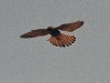 dsc 2268.jpg Faucon crécerelle Falco tinninculus canariensis à Machico