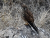 dsc 3649.jpg Faucon crécerelle Falco tinninculus canariensis à la Ponta do Sao Lourenço