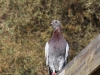 dsc 4339.jpg Pigeon biset féral Colomba livia domestica à Lugar de Baixo