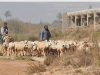 dsc 9833.jpg Troupeau de moutons à Souss-Massa