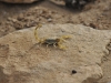 dsc 5417.jpg Scorpion jaune Androctonus mauretanicus à Khenfiss