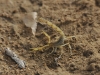 dsc 5418.jpg Scorpion jaune Androctonus mauretanicus à Khenfiss