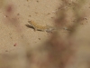 dsc 5471.jpg Lézard Acanthodactylus aureus à Khenfiss