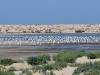 dsc 5876.jpg Goélands bruns dans la lagune de Lassarga à Dakhla