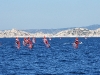 dscn 0403.jpg bCompétition internationale de planche à voile aux îles Frioul