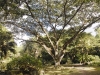 dsc 0390 Grand arbre à l'Habitation Céron