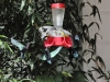 dsc 0893.jpg La ronde des colibris et des sucriers au Jardin de Balata