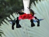 dsc 7486.jpg La ronde des colibris et des sucriers au Jardin de Balata