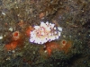 img 0522.jpg Nudibranche Mexichromis multituberculata à Retak larry, Lembeh, Sulawesi