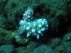 p 9230146.jpg Nudibranche  Mexichromis multituberculata à Seraya,Tulamben,  Bali, Indonésie