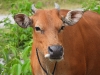 dscn 8441.jpg Vache à Syoubri dans les Arfak