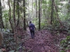 dscn8855.jpg  Sentier en forêt à Kwau