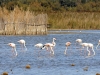 dsc 9879.jpg Flamants roses à l'étang de Vendres