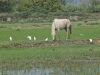dsc 4450.jpg Cheval camarguais et hérons garde-boeufs dans les rizières de Tournebelle