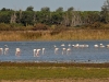 dsc 4571.jpg Flamants roses à l'étang de Vendres