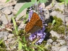 dsc 3411.jpg Papillon Tabac d'Espagne Argynis paphia sur le site d'observation de Sakhalvasho