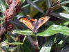 dsc 4665.jpg Papillon cuivré commun Lycaena phlaeas à Schiermonnikoog