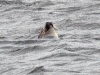 dsc 4784.jpg Veau marin ou phoque commun Phoca vitulina à l'embarcadère de Schiermonnikoog