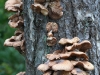 dsc 4922.jpg Arbre à champignons dans la forêt de De Koog sur l'île de Texel